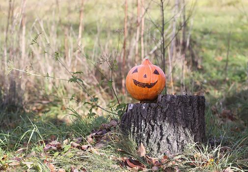 Funny Halloween pumpkin with scary face in fall leaves in autumn garden on a tree stump