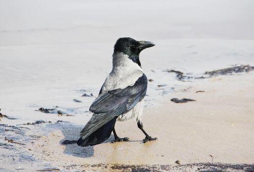 Crow on a ground outdoors in sunlight