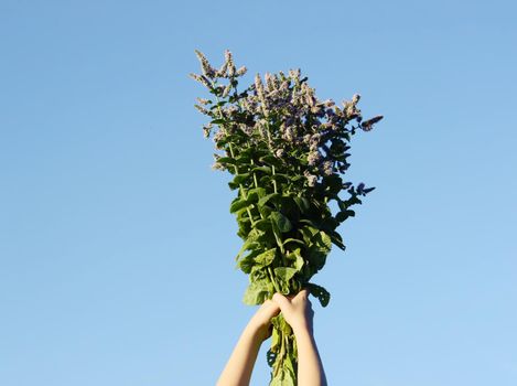 Full hands of fresh green mint bouquet on blue sky background