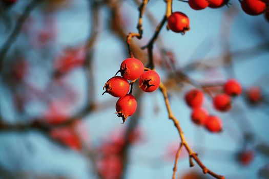 Thorn twigs with red ripe berries on blue sky background in autumn park in November