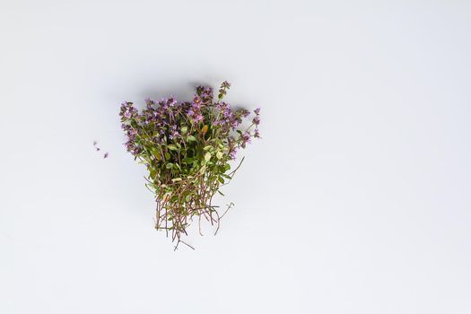 Thyme plant. Summer medical herbs bunch on white background.