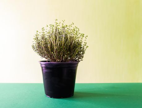 Plant in a pot in room interior. Green thyme.