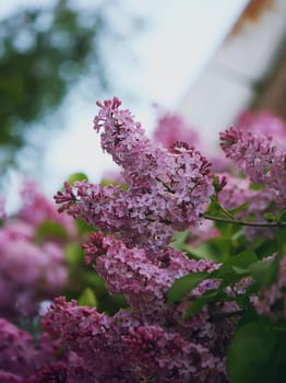 Purple lillac flowers on the tree branches close up