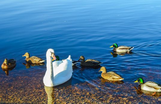 Beautiful swans on river coast at spring in East Europe.