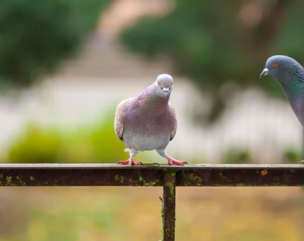 Funny Pigeon birds on balcony railing outdoors.