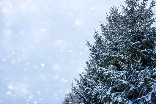 Snow covered fir trees in cold winter day. Seasonal nature in East Europe