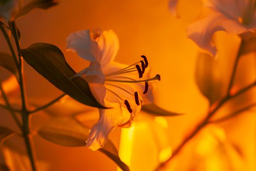 White lily flowers in warm candle light indoors.