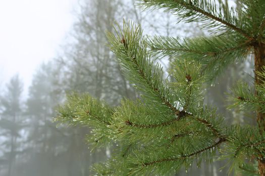 Eergreen pine tree branches in winter park
