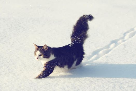 Adorable young cat with a fluffy tail on a snow field cover at winter