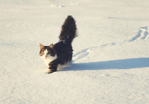 Adorable young cat with a fluffy tail on a snow field cover at winter