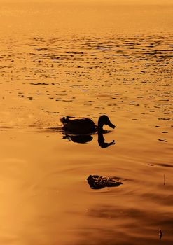 Wild ducks swimming on river surface in sunset light. Spring landscape in East Europe.