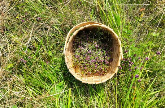 Blossoming thyme in a basket on meadow in the sunny day. Thymus serpyllum plants for herbal tea.