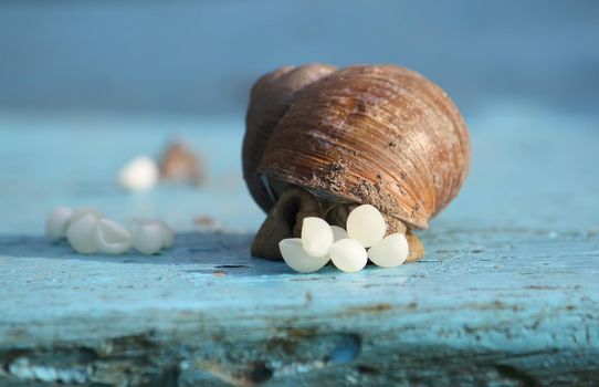 Snail laying her eggs on the wooden surface