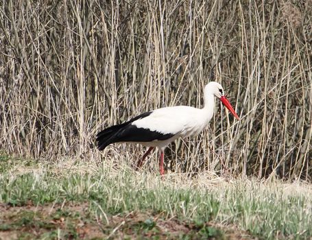 European white stork Ciconia ciconia nestlings in the wild