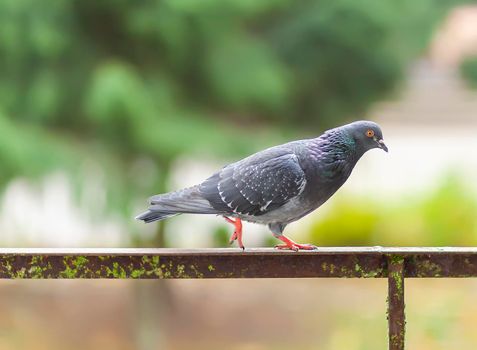 Funny Pigeon bird on balcony railing outdoors.