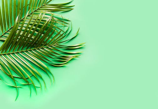 Green leaves of palm tree on soft green paper background.