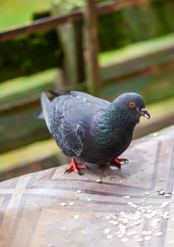 Funny Pigeon bird eating rolled oats outdoors