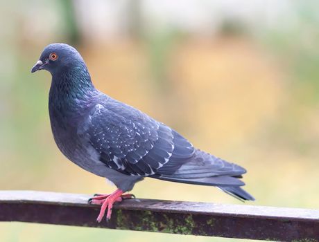 Funny Pigeon bird on balcony railing outdoors.