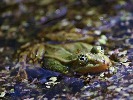 Green frog swimming in the pond with duckweed