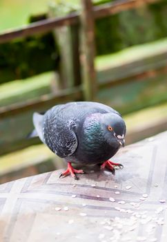 Funny Pigeon bird eating rolled oats outdoors