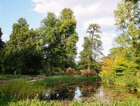 Spring landscape. Scenic view of a pond with water plants in a park in sunlight.