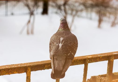 Pigeon bird sitting on rustic balcony at winter.