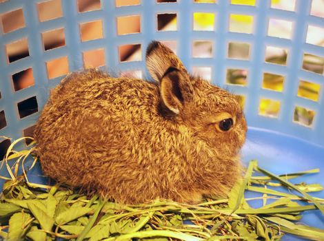 Little bunny in small cell