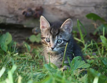 Adorable gray striped kitten in sunlight playing on green grrass outdoors