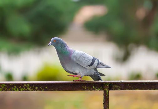 Funny Pigeon bird on balcony railing outdoors.