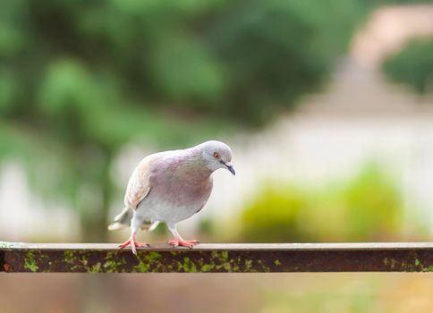 Funny Pigeon bird on balcony railing outdoors.