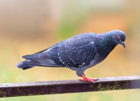 Funny Pigeon bird on balcony railing outdoors.