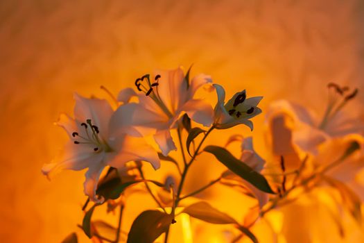 White lily flowers in warm candle light indoors.