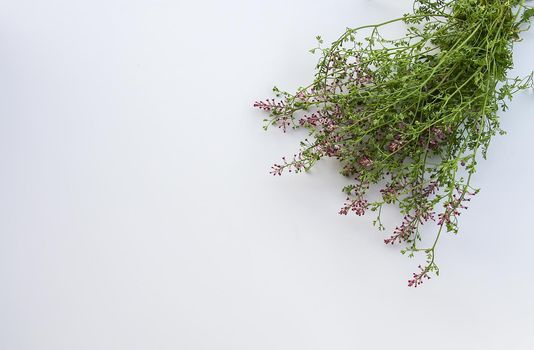 Summer medical herbs bunch on white background.