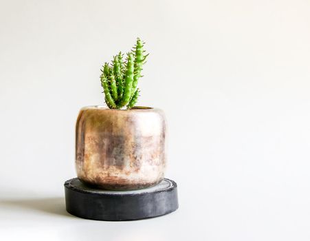 Cactus in the copper pot. Decorative plant in minimalistic modern room interior.