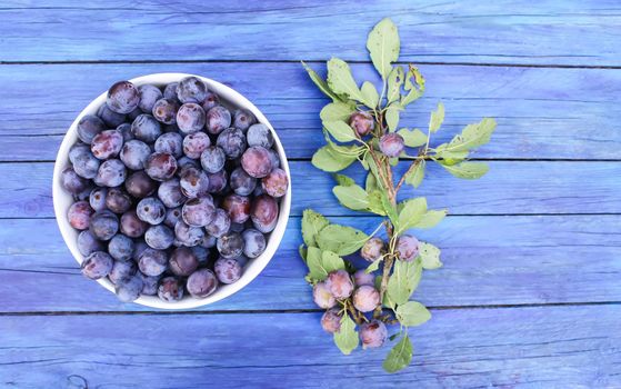 Blue plums in the garden in a cup on wooden aged boards