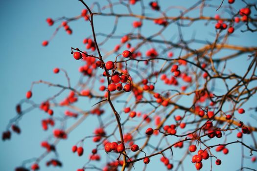 Thorn twigs with red ripe berries on blue sky background in autumn park in November