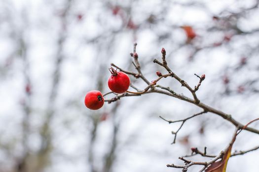 Thorn twigs with red ripe berries on blue sky background in autumn park in November