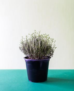 Plant in a pot in room interior. Green thyme.