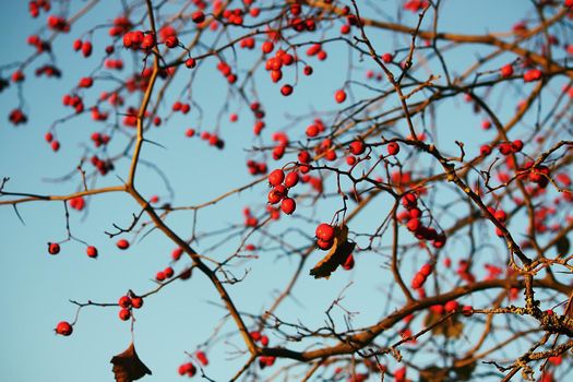 Thorn twigs with red ripe berries on blue sky background in autumn park in November