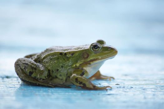 Green frog sitting on a wooden boards outdoors