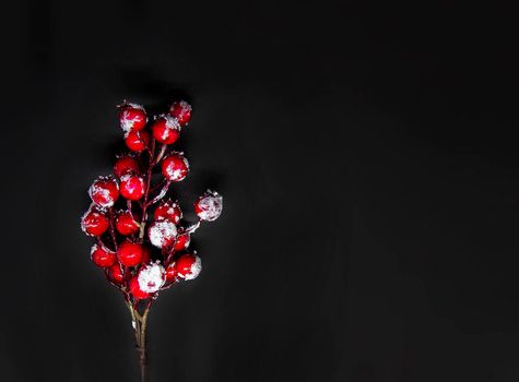 Festive New Year or Christmas background with red holly plant berries in snow on black