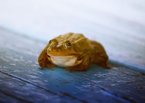 Green frog swimming in the pond with duckweed