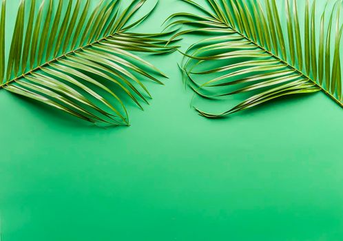 Green leaves of palm tree on soft green background.