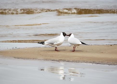 Seagull on a sea coast near the water