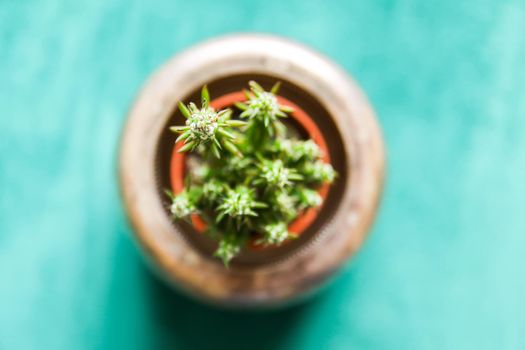 Cactus in the copper pot. Decorative plant in minimalistic modern room interior.