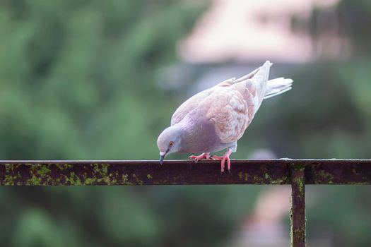 Funny Pigeon bird on balcony railing outdoors.