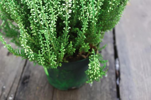 Young conifer plant in the pot on wooden table outdoors.