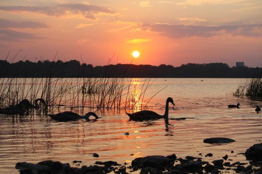 Swans swimming on a river Daugava, Latvia