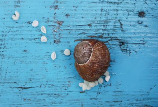 Snail laying her eggs on the wooden surface