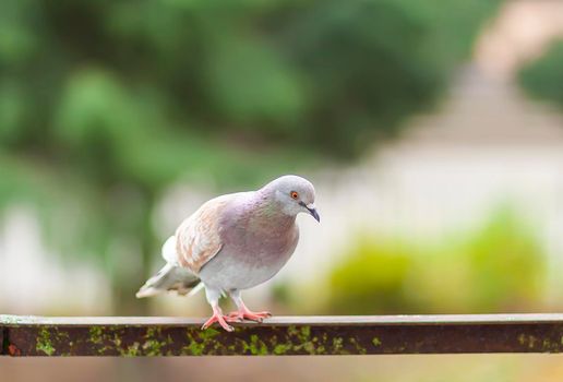 Funny Pigeon bird on balcony railing outdoors.